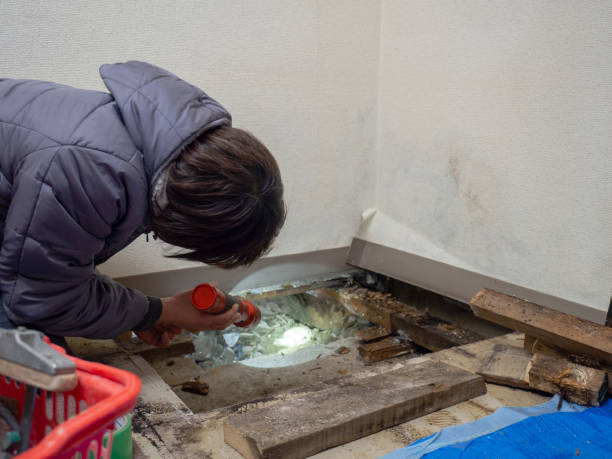 Best Industrial Mold Remediation  in Artesia, NM